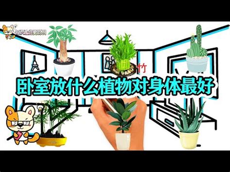 睡房放植物|【睡房 植物】睡房裡擺放這些植物，讓你夜夜好眠！